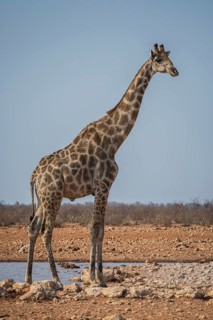 Angolan giraffe