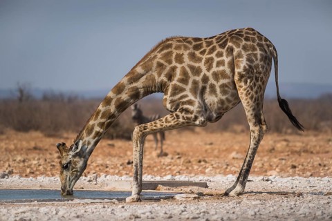 Angolan giraffe
