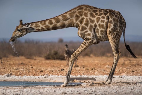 Angolan giraffe
