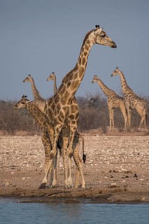 Angolan giraffes