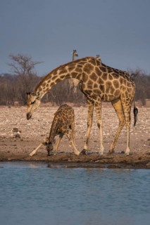Angolan giraffes