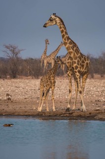 Angolan giraffes