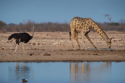 Angolan giraffe