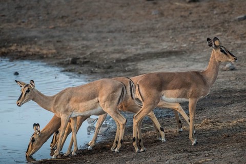 Black-faced impalas