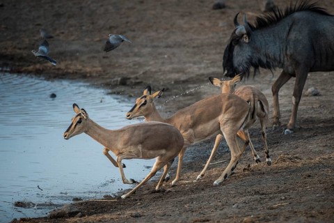 Black-faced impalas