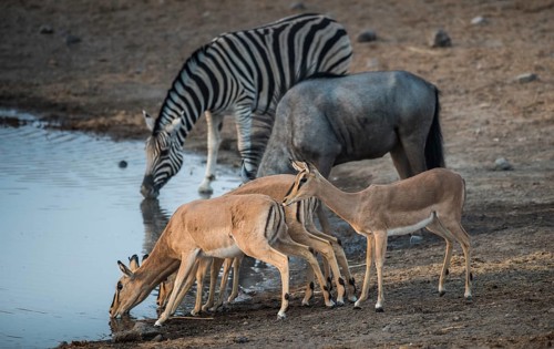 Black-faced impalas