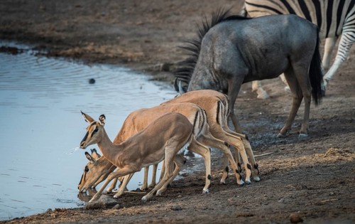 Black-faced impalas