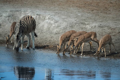 Black-faced impalas