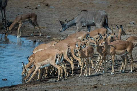 Black-faced impalas
