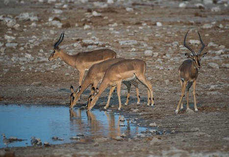 Black-faced impalas