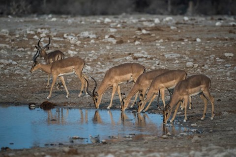 Black-faced impalas