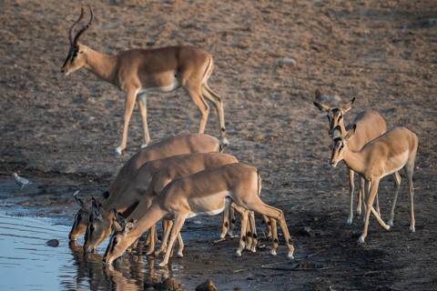 Black-faced impalas