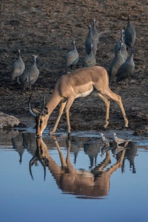 Black-faced impala