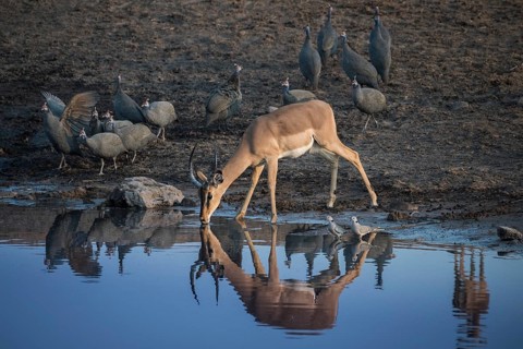 Black-faced impala