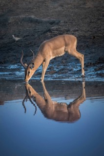 Black-faced impala