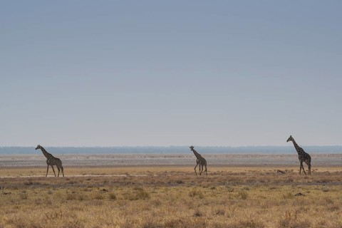 Giraffes