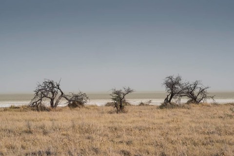 Landscape on the edge of the Etosha Pan