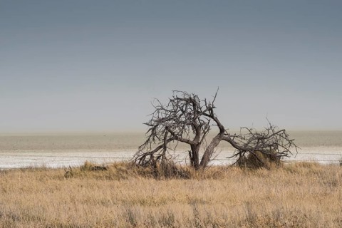 Landscape on the edge of the Etosha Pan