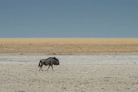 Blue wildebeest