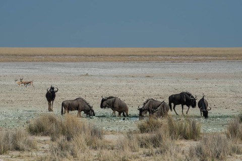 Blue wildebeests