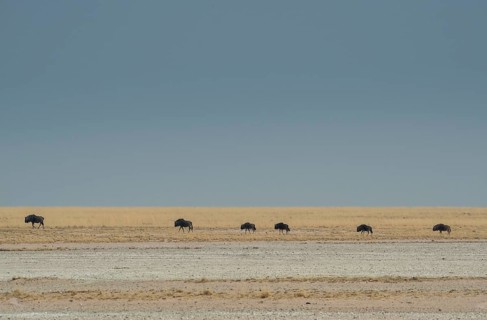 Blue wildebeests