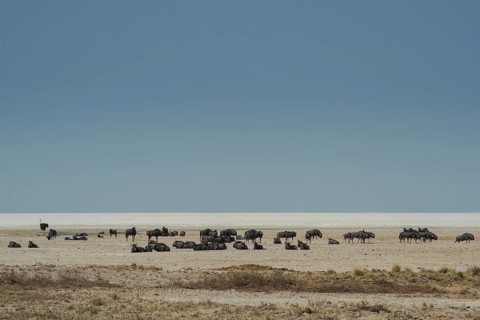 Blue wildebeests