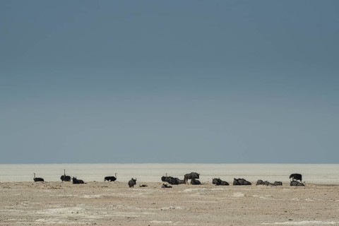 Blue wildebeests