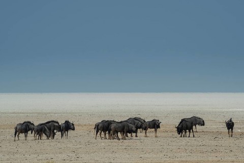Blue wildebeests