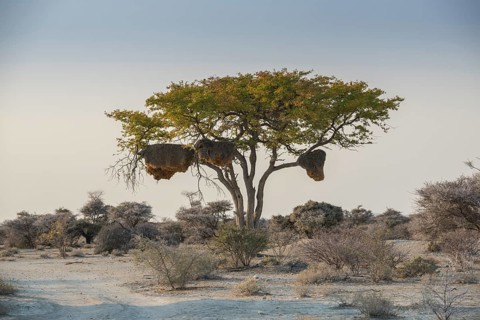 Tree with nest of boiling weaver birds