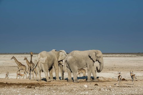 Landscape with elephants