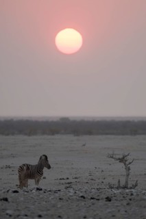 Sunset over the Etosha Pan with plains zebras