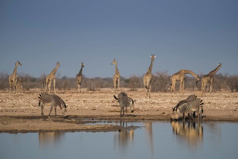 Landscape in Etosha National Park with mountain zebras
