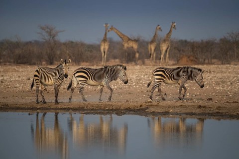Landscape in Etosha National Park with mountain zebras
