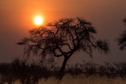Sunset over the Etosha Pan with camelthorn tree