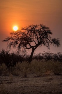 Sunset over the Etosha Pan with camelthorn tree