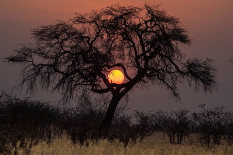Sunset over the Etosha Pan with camelthorn tree