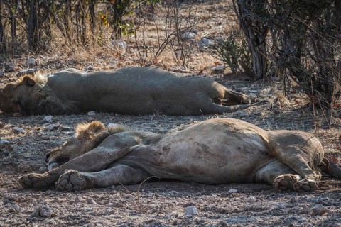 Lions