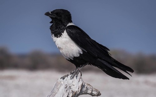 Pied crow