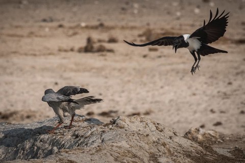 A pied crow