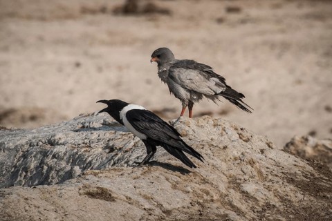Pale grey-winged goshawk or white-rumped song goshawk