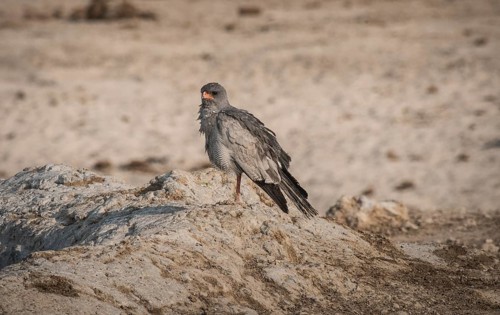 Pale grey-winged goshawk or white-rumped singing goshawk