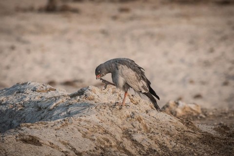 Pale grey-winged goshawk or white-rumped singing goshawk