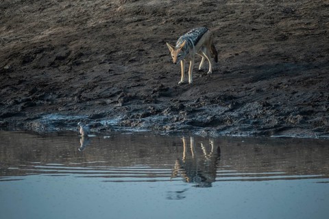 Black-backed jackal