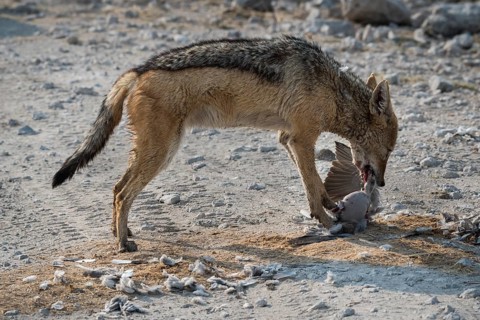 Black-backed jackal
