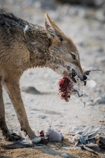 Black-backed jackal
