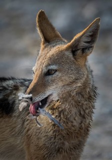 Black-backed jackal