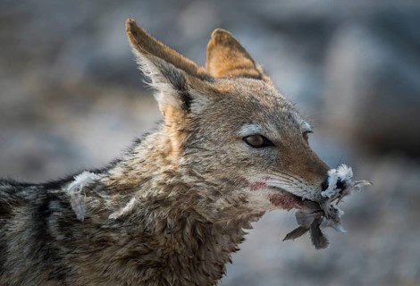 Black-backed jackal