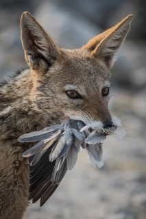 Black-backed jackal