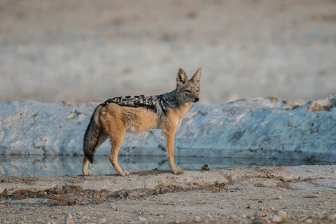 Black-backed jackal