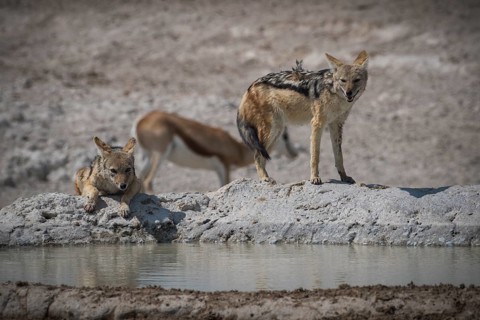 Black-backed jackals